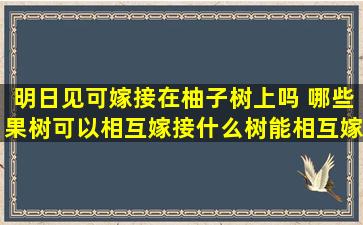 明日见可嫁接在柚子树上吗 哪些果树可以相互嫁接什么树能相互嫁接